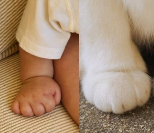 현빈 손예진 아들의 손과 반려견 앞발. 사진 ㅣ손예진 SNS