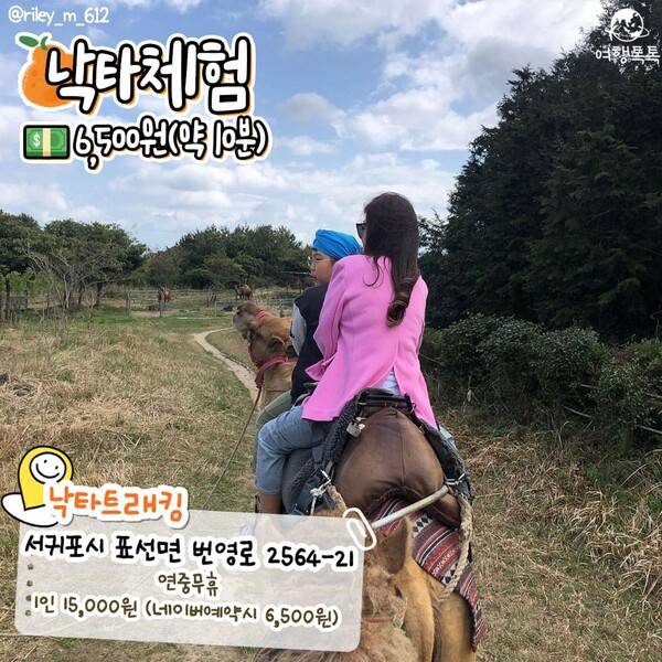 제주 이색 체험 낙타체험 /&nbsp;@riley_m_612&nbsp;