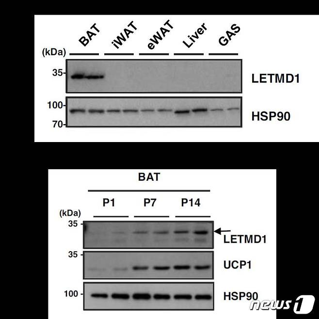 LETMD1 단백질이 갈색지방에서 특이적으로 발현함을 확인.(생명공학연구원 제공)/뉴스1