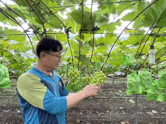 곽은호 포도 왕 농가모습. 사진=옥천군 제공