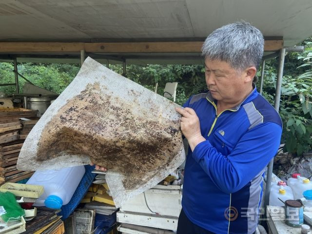 이도석 다복교회 목사가 26일 인천 중구 다복교회 뒷산에 위치한 을왕양봉원에서 프로폴리스 채취용 망을 살피고 있다.