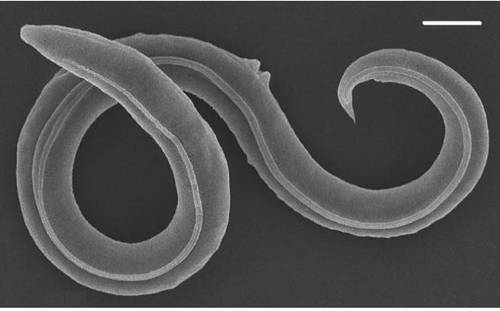 4만6000만년 전 시베리아 동토층에 갇혀있던 석기시대 벌레. 연합뉴스