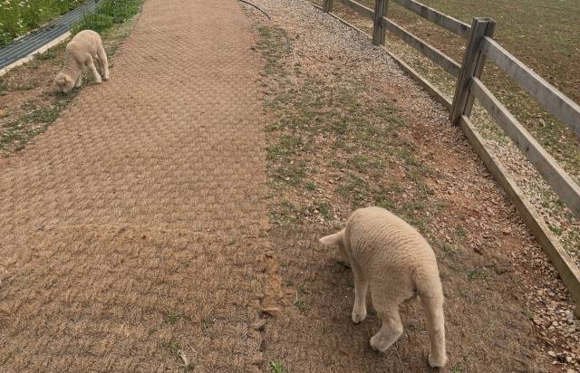 전북 고창의 한 리조트에 깔려 있는 야자매트.