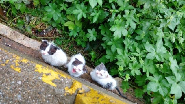 부산 사하구의 한 야산에서 발견된 유기묘. 부산 동물사랑 길고양이. 사진 제공=보호연대