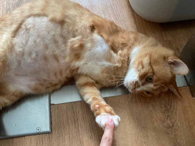 한쪽 다리가 없지만 밝고 씩씩한 성격의 '고상이'가 봉사자와 손을 맞잡고 있다. 카라 제공