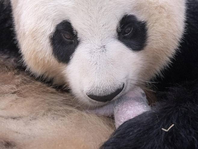 검은무늬가 나타난 쌍둥이 판다와 어미 아이바오./삼성물산