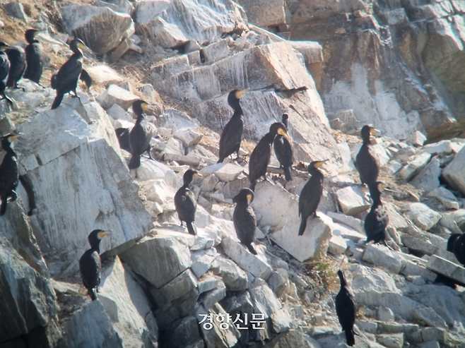 지난해 11월 27일 전북 군산시 옥서면 옥봉리 옥녀저수지에 있던 민물가마우지. 강한들 기자