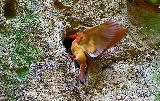 울산 울주군 계곡에 둥지 튼 호반새 (울산=연합뉴스) 호반새가 울산 울주군 상북면 한 계속에 둥지를 튼 모습. 울산시는 지난 7월 20일 희귀 여름 철새인 호반새가 윤기득 사진작가 카메라에 담겼다고 1일 밝혔다. 2023.8.1 [윤기득 사진작가 제공. 재판매 및 DB 금지] canto@yna.co.kr