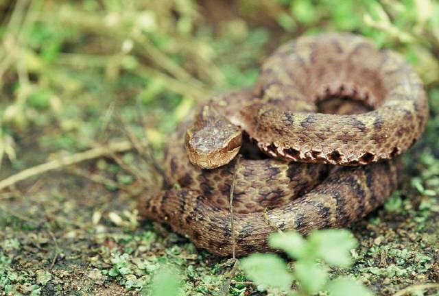 뱀에 물렸다면 물린 장소에서 벗어나 가급적 움직이지 않고, 물린 부위를 심장보다 낮은 곳에 둬서 독의 확산을 막는 게 좋다./사진=게티이미지뱅크