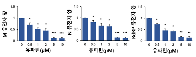 사람 코로나바이러스 감염 세포에 유파틴을 처리한 결과, 바이러스 증식에 필수인 세 개의 유전자(M, N, RdRP)가 감소했다. M 유전자는 세포막 단백질, N 유전자는 유전물질을 감싼 단백질, RdRP는 RNA-의존 RNA 중합효소를 뜻한다. [자료=농촌진흥청]