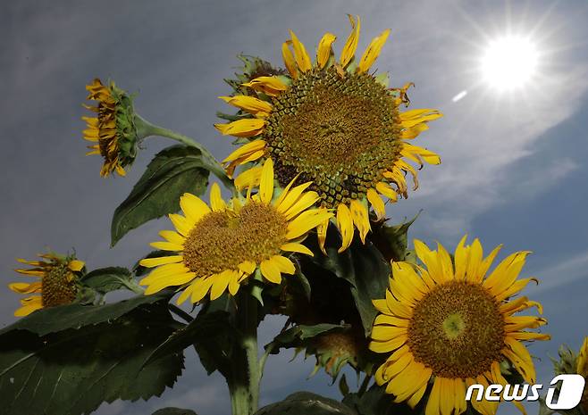 전국이 35도 안팎까지 오르면서 무더운 날씨를 보인 3일 오후 경기 안성시의 한 해바라기 밭에 심어진 해바라기들이 뜨거운 햇살을 이겨내지 못하고 고개를 숙이고 있다. 2023.8.3/뉴스1 ⓒ News1 김영운 기자