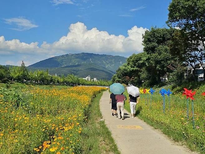 [창원=뉴시스] 강경국 기자 = 경남 창원시 성산구 반송동 창원천변(시티세븐 앞 창원지천 7호교~유목교)에 4일 황화 코스모스(노랑 코스모스)와 백일홍 등 형형색색의 꽃들이 만개해 있다. (사진=창원시청 제공). 2023.08.04. photo@newsis.com *재판매 및 DB 금지