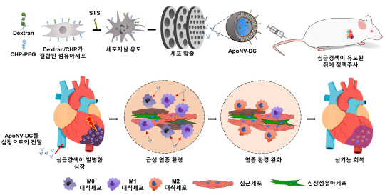 KIST는 세포자살이 유도된 세포에서 나노소포체를 생산해 면역조절 방식으로 심근경색을 치료하는 새로운 전략을 제시했다.



KIST 제공