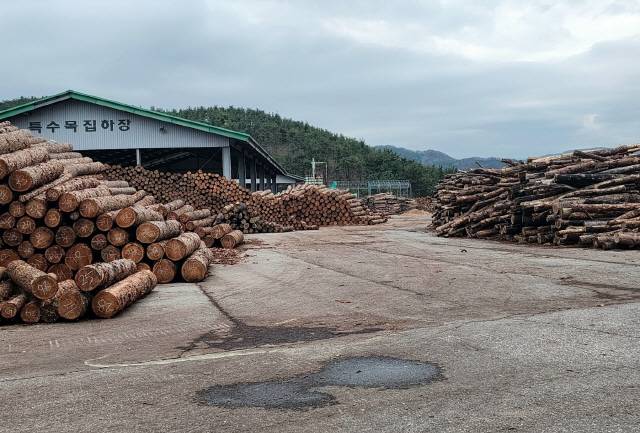 ▲ 동해안권경제자유구역 망상2지구가 들어설 망상동 724번지 동부목재유통센터 동부목재유통센터 내부 모습.