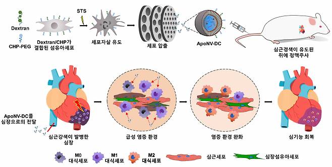 심근경색 치료 메커니즘.[KIST 제공]