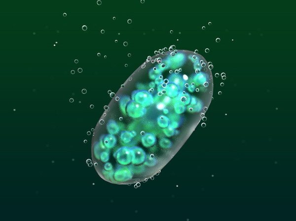 녹조를 대량 발생시키는 남조세균. 출처=http://science-junkie.tumblr.com