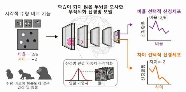 두뇌 모사 신경망 모델에서 수량 비교 기능의 자발적 발생을 설명하는 그림 (자료=KAIST)