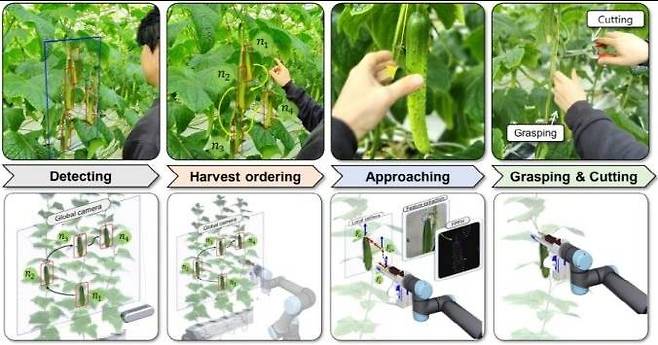인간중심 로봇이 인간을 모방해 수확하는 과정 / 출처=전남대학교