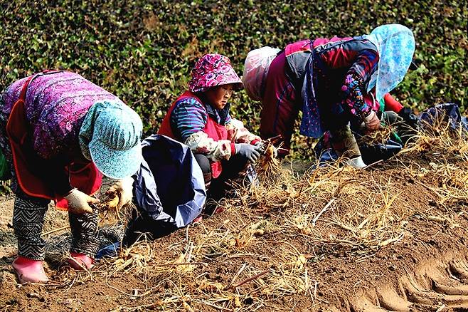 풍기인삼축제를 앞두고 수삼을 캐는 모습 [영주시 제공]