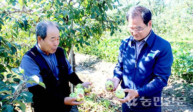 이인찬 경북 영주 풍기농협 조합장(오른쪽)과 사과 재배농민 김영대씨(69)가 탄저병에 걸린 사과를 살펴보고 있다.