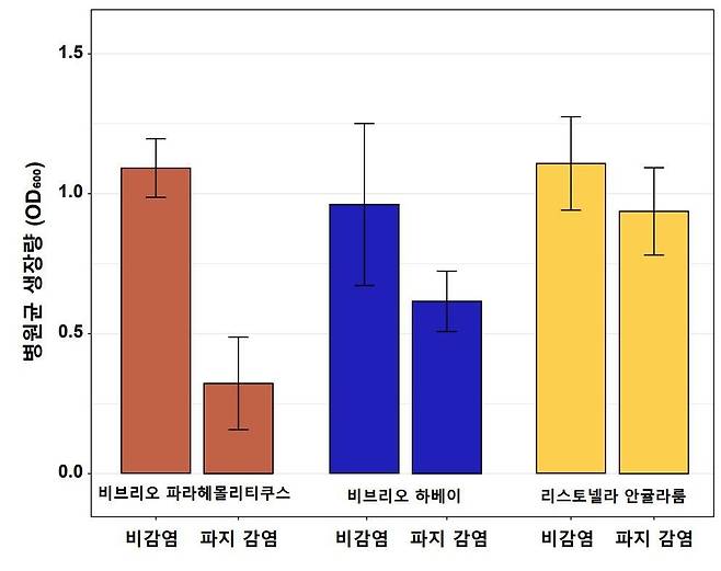 감염 박테리오파지의 병원균 감염 능력 [호남권생물자원관 제공·재판매 및 DB 금지]