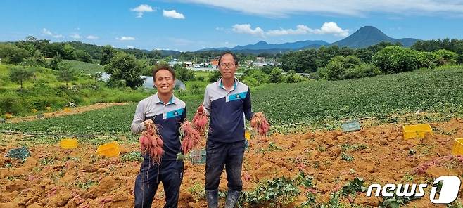 여주지역 농민들이 수확한 고구마를 들고 활짝 웃고 있다.(여주시 제공)