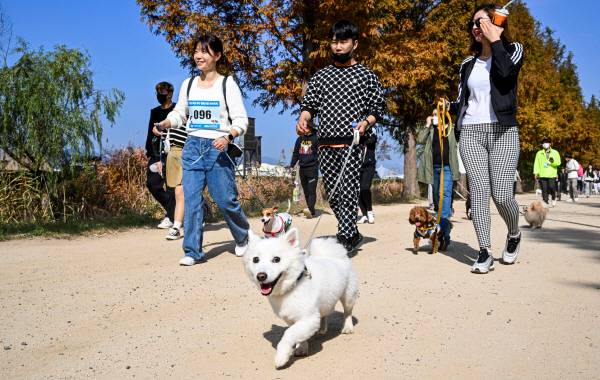 지난해 11월 부산 화명생태공원 잔디광장에서 열린 ‘반려동물 걷기대회’에 참가한 시민들이 반려견과 공원 일대를 걷고 있다. 국제신문DB