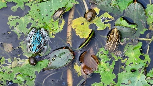 최근 인천 서구 한 연못에서 발견된 청색 참개구리 모습. 이미자 활동가 제공