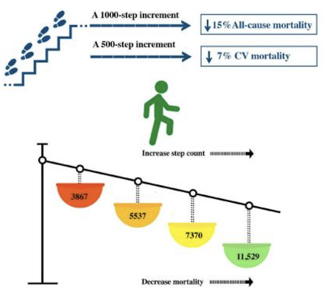 하루 걸음 수 증가할수록 사망 위험은 감소/사진=European Journal of Preventive Cardiology. Maciej Banach et al. 논문 캡처.