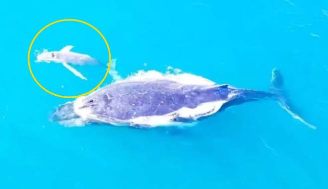 지난달 말 뉴사우스웨일즈 북쪽 끝 해안에서 포착된 아기 혹등고래의 모습
