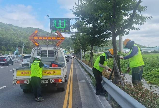 울산시설공단 관계자들이 태풍과 강풍에 대비해 고목류 가로수에 대한 안전 점검을 실시하고 있다. 사진제공ㅣ울산시설공단