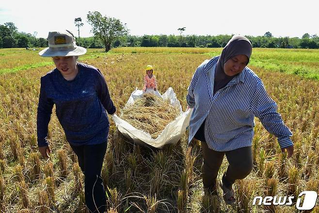 쌀을 수확하는 태국 농민들 <자료 사진> ⓒ AFP=뉴스1