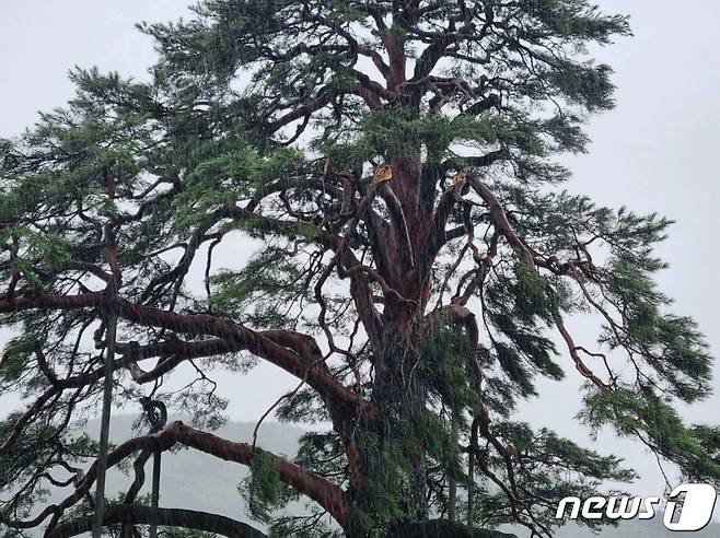 10일 오후 충북 보은군 속리산면 상판리 정이품송 가지가 돌풍에 부러졌다. 사진은 나뭇가지가 부러진 부분. /뉴스1