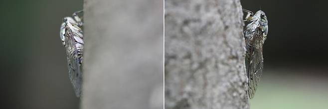 수컷 참매미(왼쪽)와 암컷 참매미.
