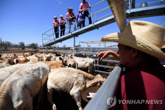 호주 호주 퀸즐랜드 로마의 가축 판매장. EPA 연합뉴스