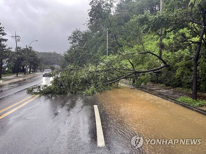 속초 도로에 무너진 나무 (속초=연합뉴스) 태풍 카눈의 영향으로 많은 비가 내린 10일 오후 강원 속초시 농공단지 사거리 일대 도로에 나무가 쓰러져 있다. 2023.8.10 [속초시 제공.재판매 및 DB 금지] hak@yna.co.kr