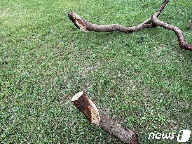 절단된 속리산 정이품송 2개 가지 모습.(보은군 제공) /뉴스1