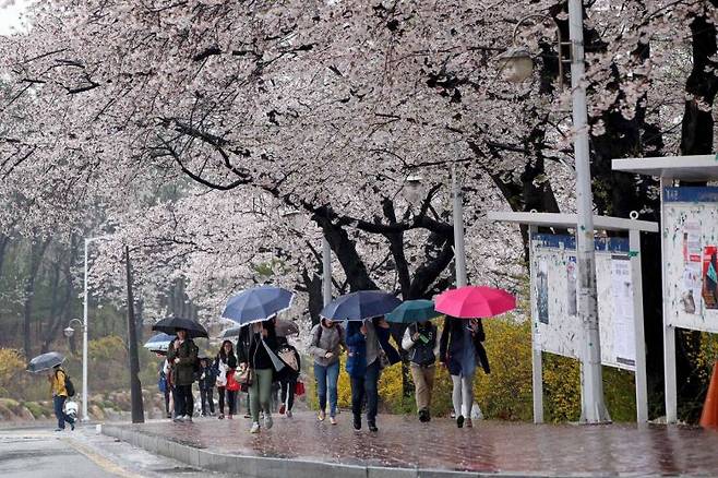 10년 전 4월 25일 서울에 비가 왔고, 서울대 교정에는 벚꽃이 만개했다. ⓒ허영한