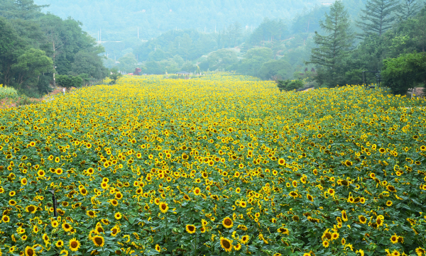 강원도 태백시는 2005년부터 100만 송이 해바라기 축제를 열고 있습니다. 푸른 하늘을 배경으로 한 해바라기들의 모습은 아름답다 못해 장엄하기 까지 합니다.