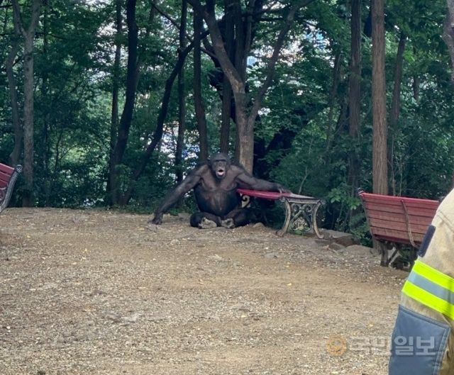 대구 달성공원 동물원에서 탈출한 침팬지. 대구소방본부 제공