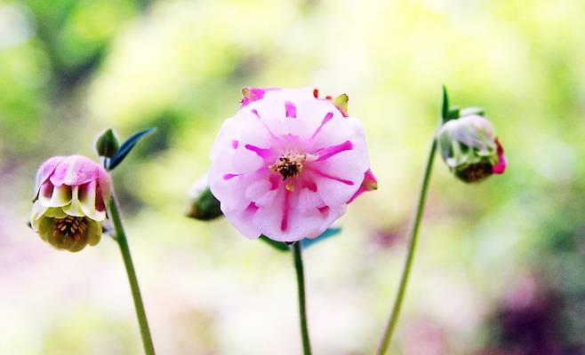 상당산성옛길을 걷다 만난 아주 작은 종 같은 꽃