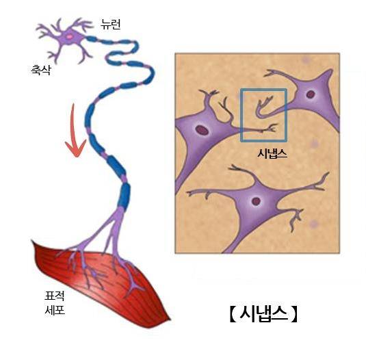 뇌 신경세포 [출처: 서울아산병원]