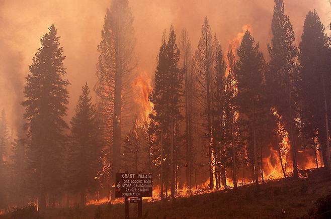 1988년 옐로우스톤 국립공원에서 발생한 산불. 미국 국립공원관리청(NPS) 홈페이지
