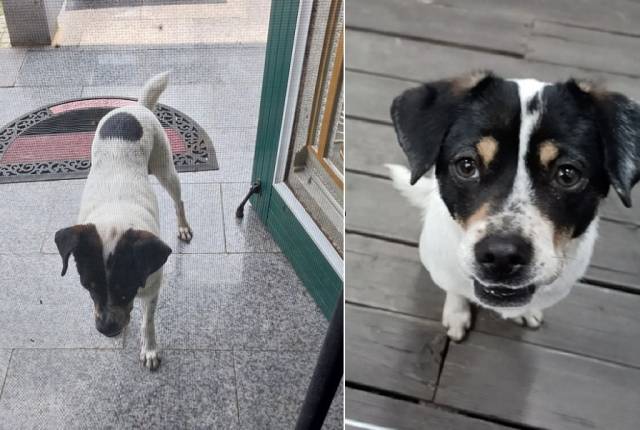 지난 2월 마을에 나타난 바둑이는 시골 마을 이집 저집 신세 지며 추운 겨울을 견뎠다. 하루는 이웃집 마당개의 개집에서 함께 자고, 다른 날은 편의점에 찾아가 잠을 청했다고. 제보자 제공