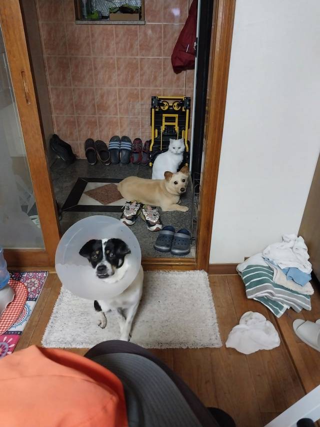 기선씨의 반려견과 반려묘, 쿠키의 모습. 모두 성격이 느긋해서 잘 어울리는 편이다. 다만 고양이의 경우, 은신처와 사료 그릇을 개가 접근하지 못하도록 높은 곳에 두는 것이 좋다. 제보자 제공