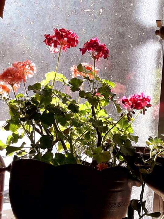 제라늄이 초겨울에도 햇살 가득 받으며 환히 피어 있다. 2019년 11월 전북 무주의 한 식당에서