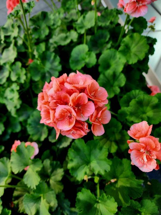 서울 서대문구 야외꽃집의 제라늄은 국민화초다. 6월4일 촬영