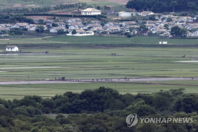 모내기하는 북한 주민들 (파주=연합뉴스) 임병식 기자 = 30일 경기도 파주시 서부전선 비무장지대(DMZ) 도라전망대에서 바라본 북한 기정동 마을에서 주민들이 모내기하고 있다. 2023.5.30 andphotodo@yna.co.kr