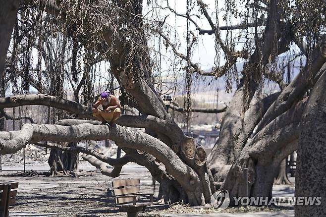 라하이나의 명물 반얀트리 [AP=연합뉴스]