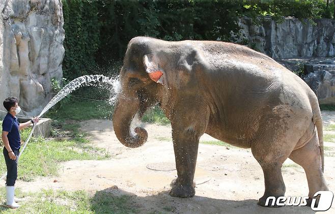 대전 중구 오월드에서 사육사가 코끼리에게 물을 뿌려주고 있다. 2021.8.11/뉴스1 ⓒ News1 김기태 기자